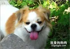 如何预防犬牙周炎？