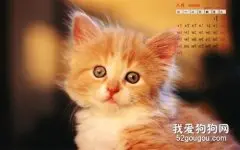 猫咪口炎的治疗方法