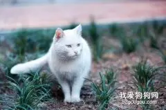 猫咪治疗口炎的偏方