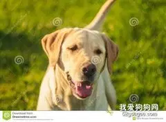 犬便秘的预防措施