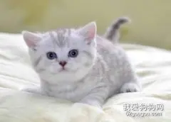 猫咪结肠炎的防治方法