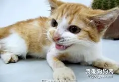 猫咪耳朵为什么有异物该如何清理？