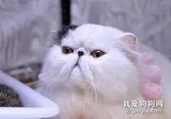 与爱猫长接触易患手癣