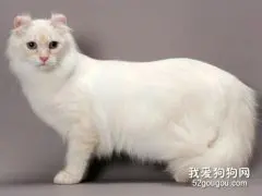 去除猫癣的方法总结