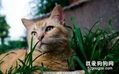 猫癣的家庭治疗法，低毒性高疗效！