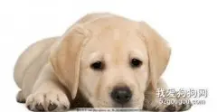 拉布拉多幼犬消化不良怎么回事？