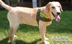 狗狗感冒、细小、犬瘟热症状的区别