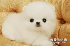 怎样让博美犬远离细小?