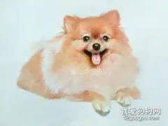 犬细小病毒病的简单认识