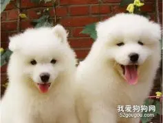 萨摩耶犬细小病毒“翻肠子”的症状和治疗方法