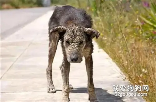 全身皮肤像石头，这样丑陋的流浪狗会有人帮助它吗？