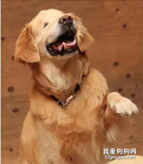 残疾犬的故事—“它们也有一样甜的笑容”