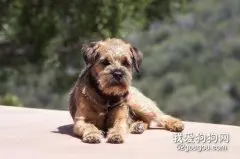 犬寄生虫性皮肤病之犬虱病