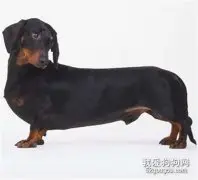 犬寄生虫性皮肤病之蜱虫感染