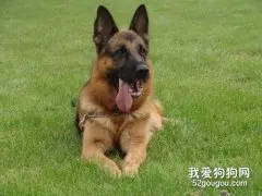 贵宾犬患上皮肤病怎么办?