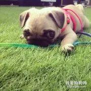 让巴哥犬远离皮肤病