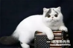 猫猫得皮肤病建议尽早治疗