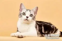 关于猫咪皮肤病的若干问题解答