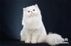 猫咪皮肤病如何治疗？