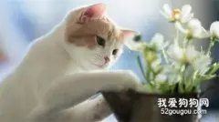 如何治疗猫真菌性皮肤病？