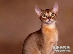 预防猫咪皮肤病有妙招