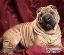 沙皮犬产后护理的注意事项有哪些?