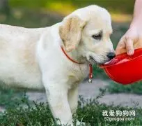 日常喂养狗狗的注意事项