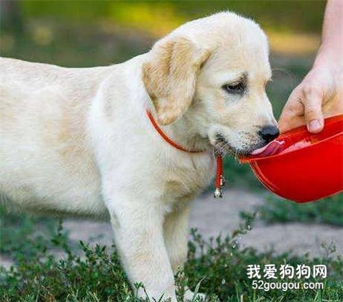 平时喂养狗狗的需要注意的地方