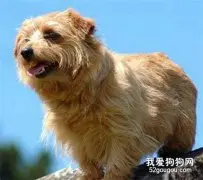 罗福梗怎么消除泪痕?