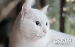 怎样发现猫咪身上的跳蚤？