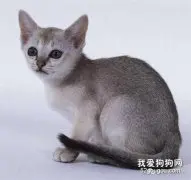 猫跳蚤过敏性皮炎的治疗方法