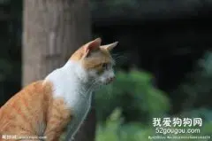 猫咪跳蚤可以用茴香来驱除