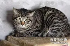 猫病毒性肠炎的诊断与治疗