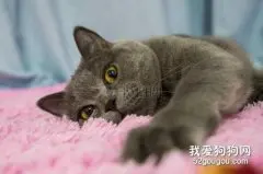 给猫咪吃火腿肠真的好吗?