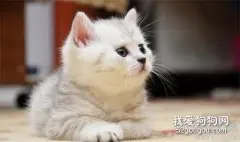 猫咪绝对不可以吃火腿肠