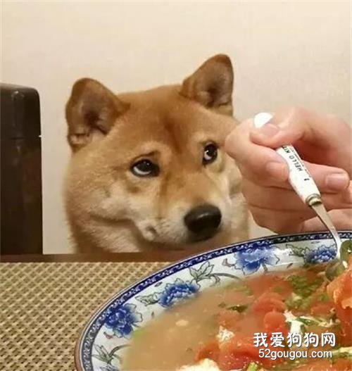 主人在喝汤，狗子眼巴巴的一口没喝到，生气的样