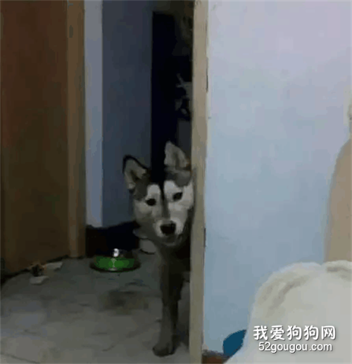 二哈鬼鬼祟祟的躲在门口，主人过去一看差点晕了