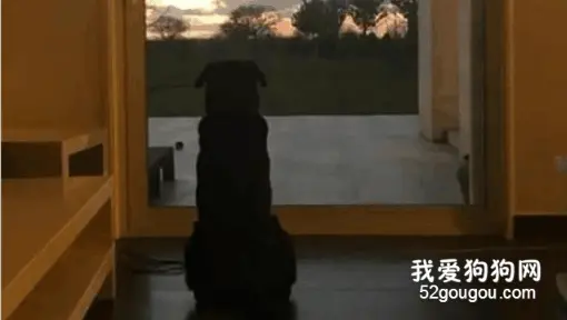 主人遇空难，可狗子依然每天蹲坐门口等他回家。