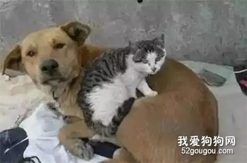 小猫冻僵在雪地里痛哭，闻声而来救它的竟然是...一只狗！