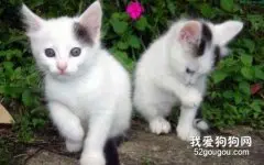 【美食攻略】自制猫咪开胃餐