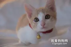 两款家庭自制开胃猫饭