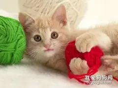 猫咪肠梗阻的病因及治疗