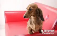 腊肠犬的护理常识