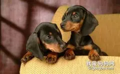 腊肠犬的饲养要点