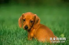腊肠犬吃什么狗粮好？