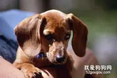 腊肠犬的训练技巧