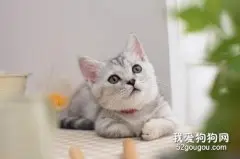 猫咪肠套叠的病因分析