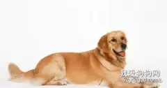 一例金毛犬的肠套叠整复术