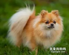 犬非炎症性结肠性腹泻的病因是什么？