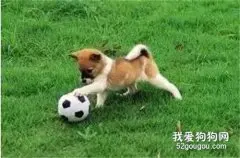 7件让狗狗幸福感爆棚的事情，你做过几件？